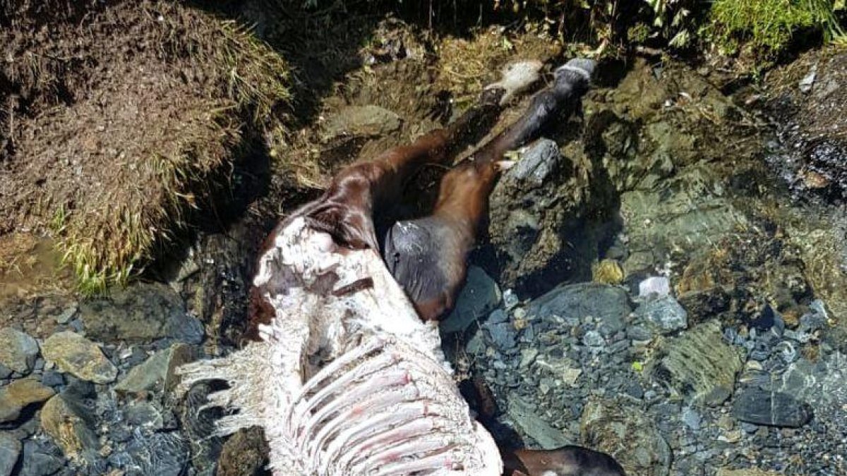 La Val d'Aran alerta dels atacs d'un altre ós 