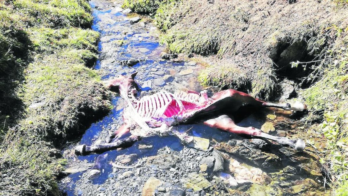 Les restes de la poltra devorada per l’ós Cachou diumenge al municipi de Vielha e Mijaran.