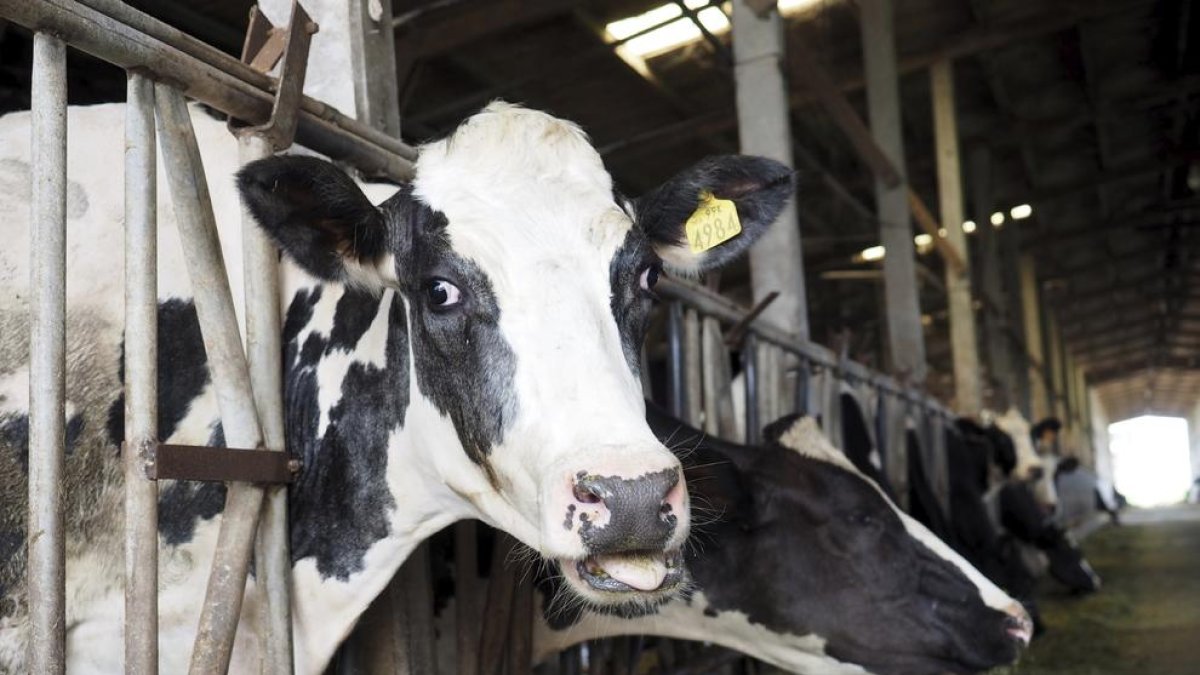 Las flatulencias de las vacas provocan entre un 10 y un 20% de las emisiones de efecto invernadero.