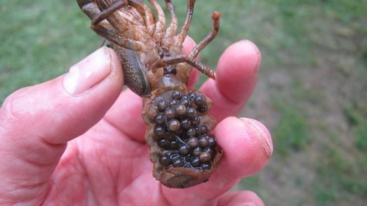 Una femella de cranc amb els ous que donaran pas a les cries.