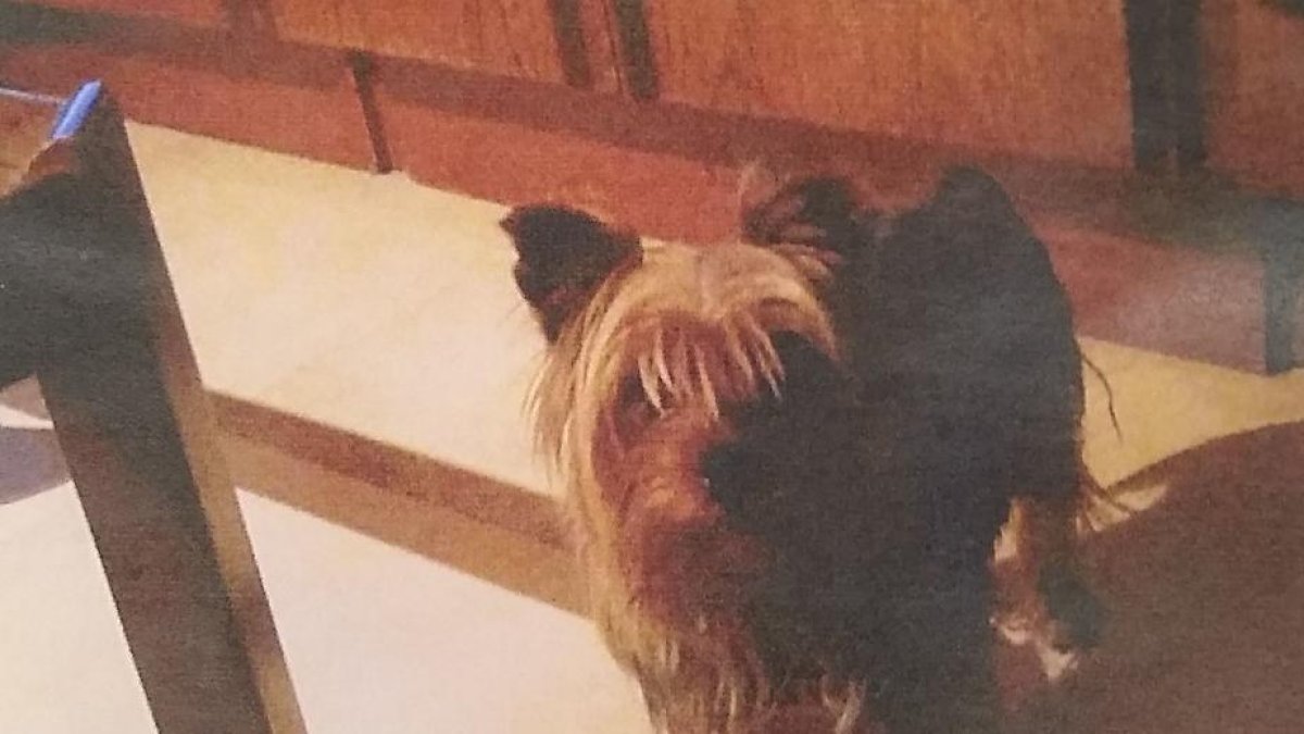 Busquen un gosset perdut al barri de Cappont de Lleida