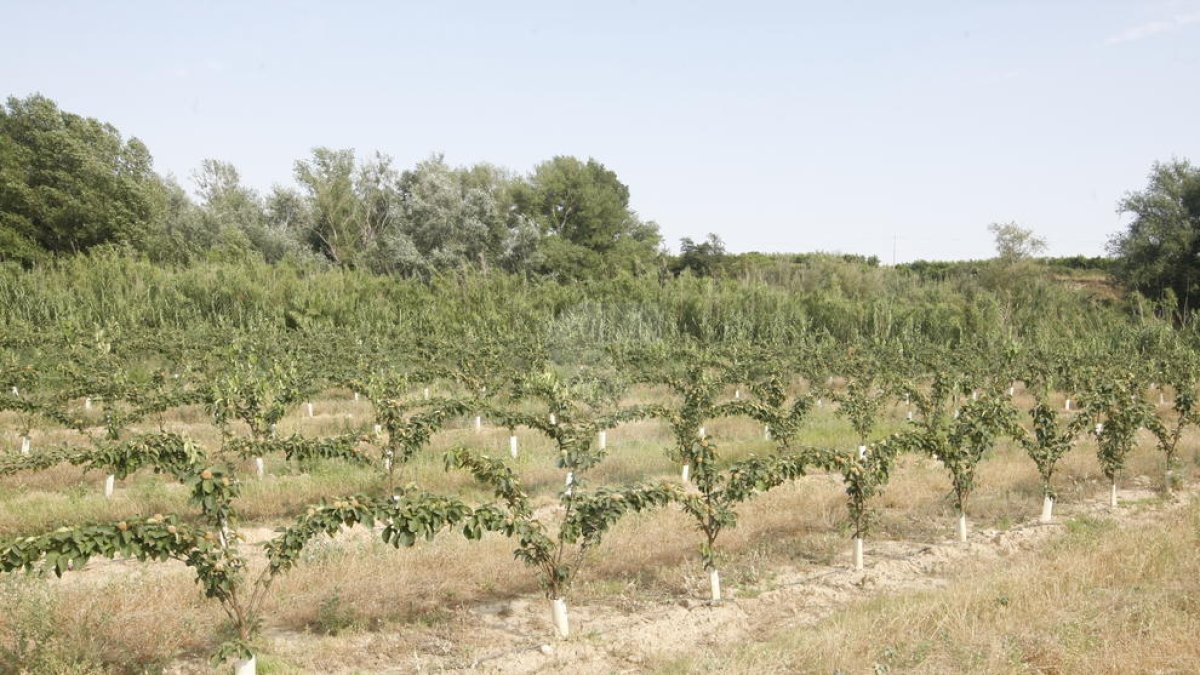 El ministeri d'Agricultura creu 