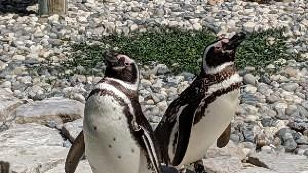 Una pareja de pingüinos gays, padres 