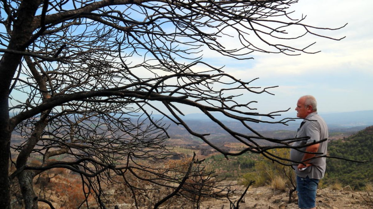 Un árbol quemado en la finca de Enric Prunera en Flix.