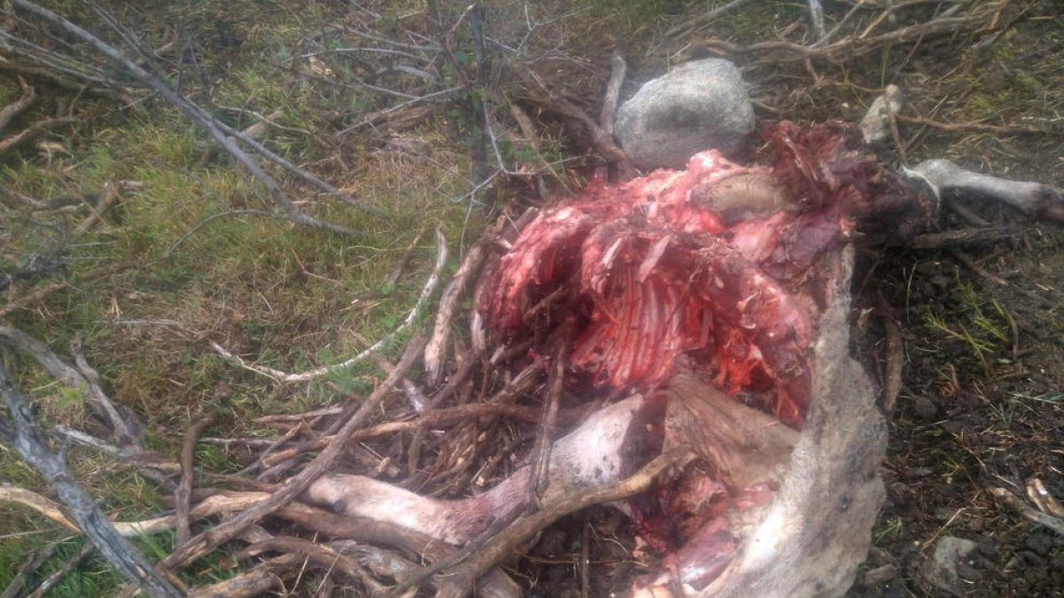 Un oso mata una oveja en el Pallars Sobirà