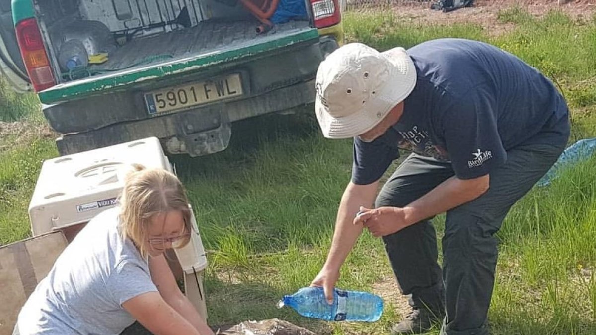 Membres d’entitats treballant amb un dels voltors.