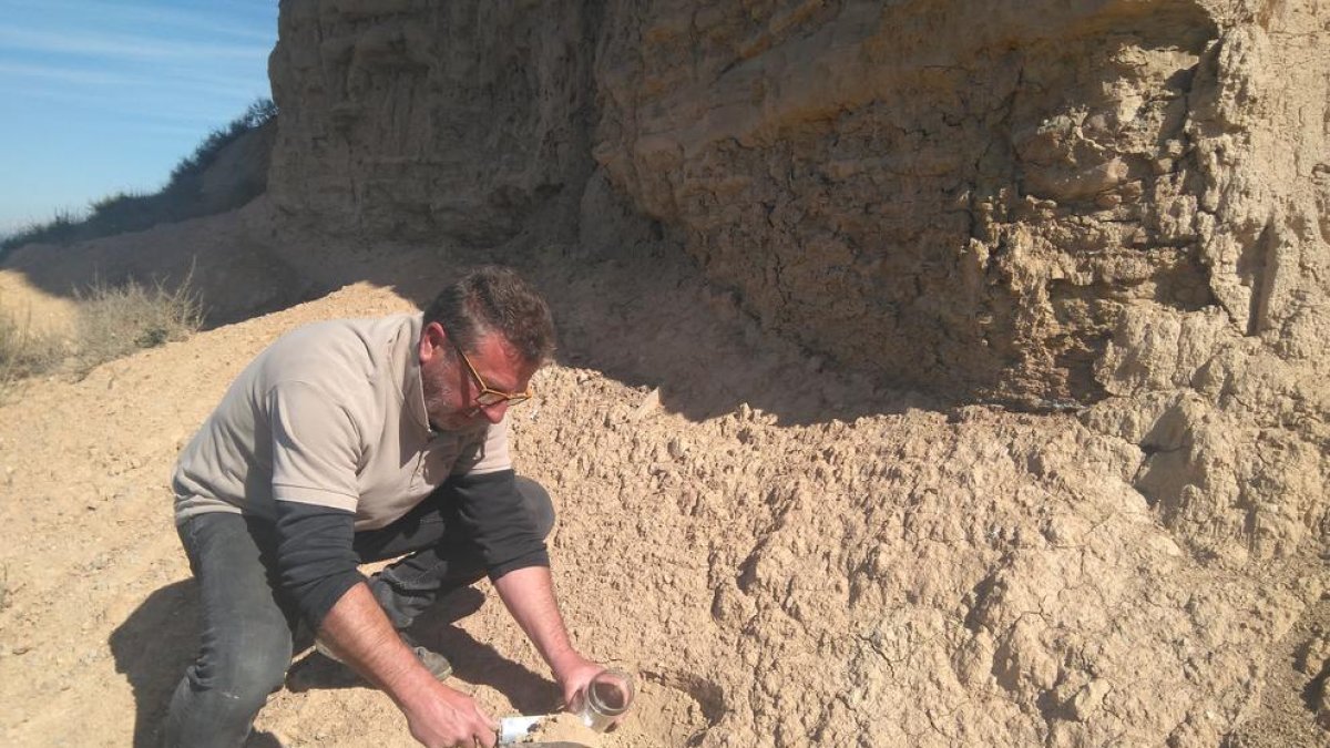 Tierra del Vilot de Almacelles para una muestra en Manresa.