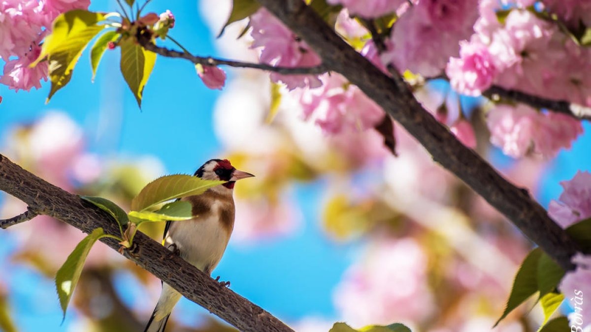 Adéu primavera, hola estiu!