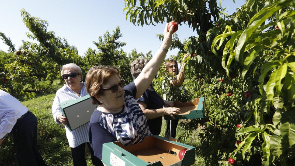 Los treinta turistas que participaron ayer en la ruta de ‘Aitona en Fruita’ pudieron recolectar nectarinas y llevárselas a casa.