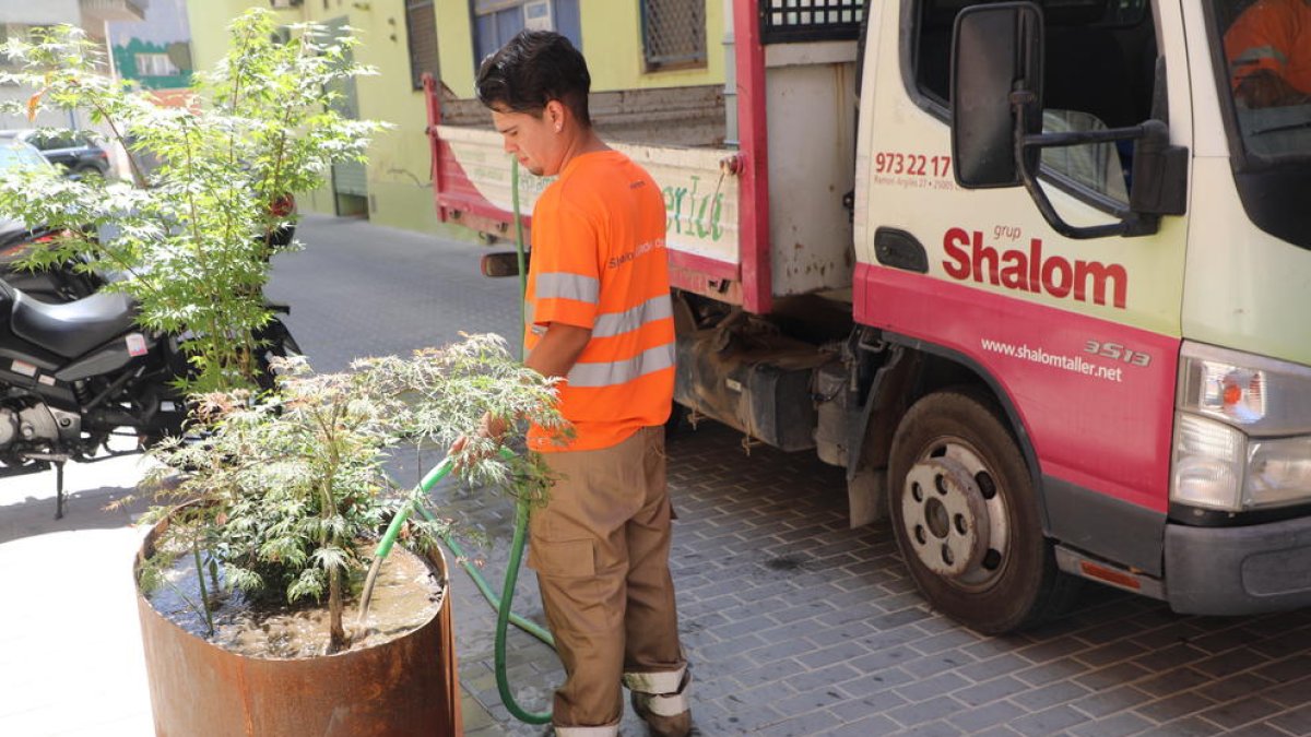 Reguen arbres plantats en grans suports per a testos a Noguerola