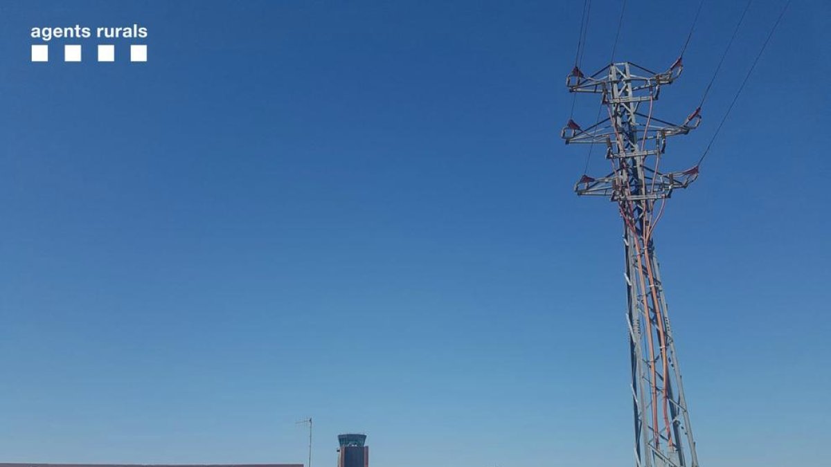 Mueren electrocutadas una treintena de aves en una línea próxima al aeropuerto de Alguaire