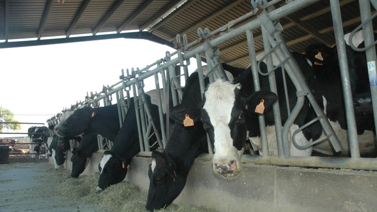 Vaques en una explotació de llet situada a les comarques de Lleida.