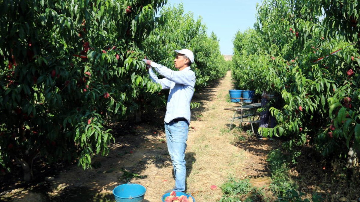 Imagen de archivo de recogida de fruta de hueso en una finca de Lleida.