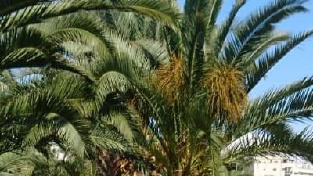 Tres medallas para Sancho Ayala en el Europeo