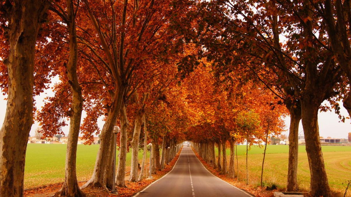 Aquesta és la fotografia guanyadora de Temps de tardor.