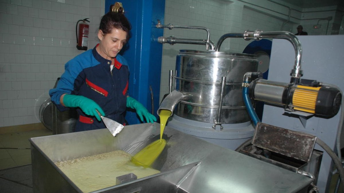 Imatge d’arxiu de l’elaboració d’oli d’oliva verge extra en una cooperativa de Lleida.