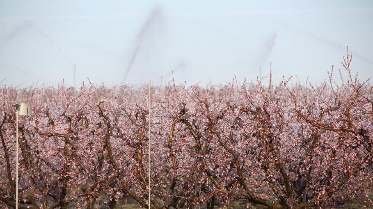 Una flor en què s’aprecien els estralls del fred.