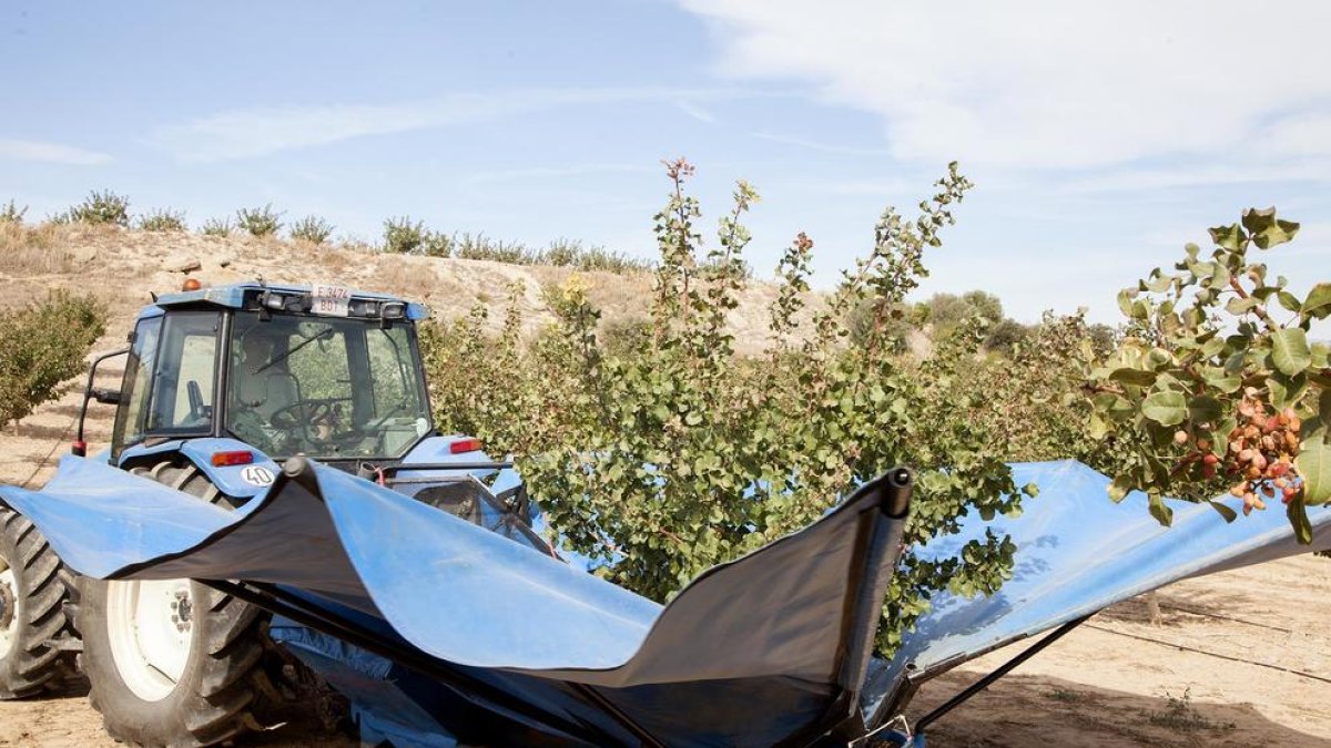 El cultivo de pistachos en la finca Mas de Colom que el Grupo Borges tiene en Tàrrega.