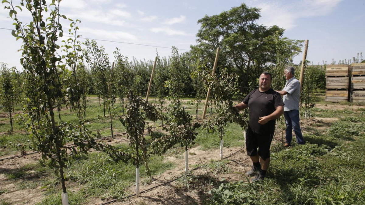 Els agricultors mostraven ahir els danys provocats a la finca, amb arbres talats.