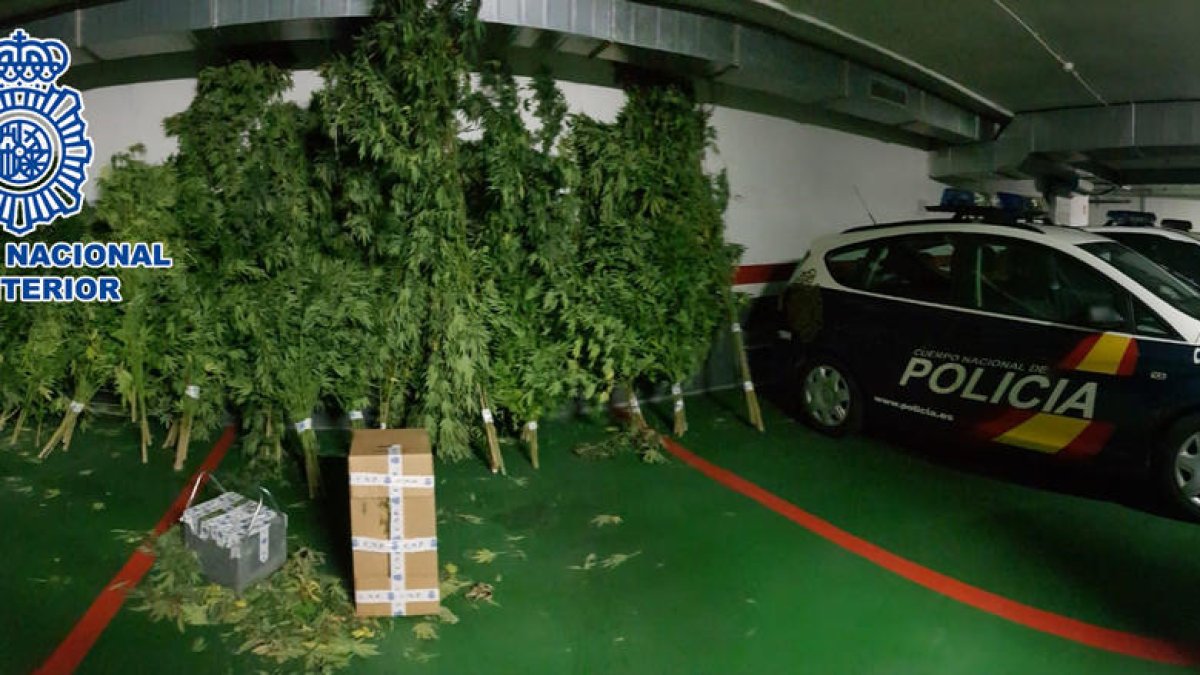 Vista de les plantes de marihuana intervingudes a la finca ramadera de Mollerussa dimecres passat, 19 de setembre.