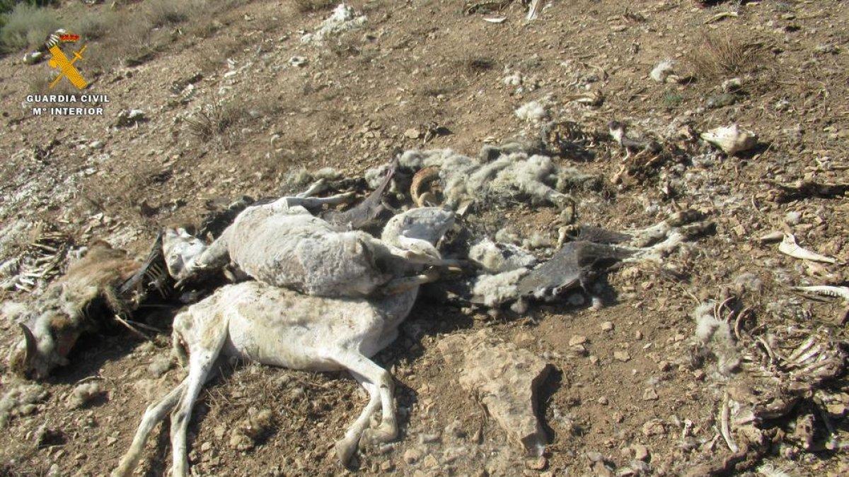 Algunes ovelles van morir per desnutrició.