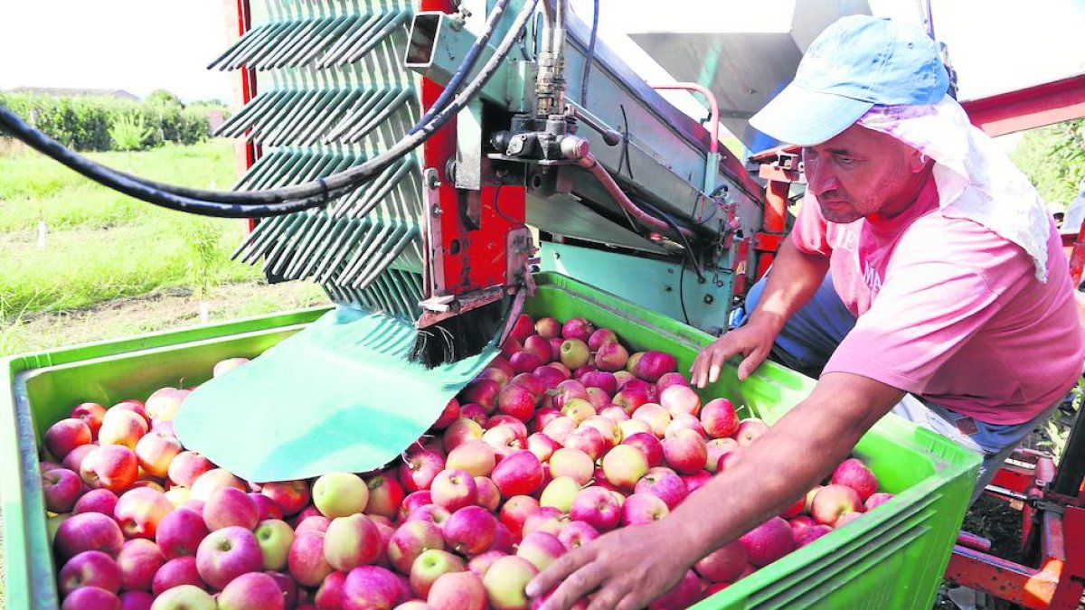 La fruta se encuentra entre los artículos que más han subido.