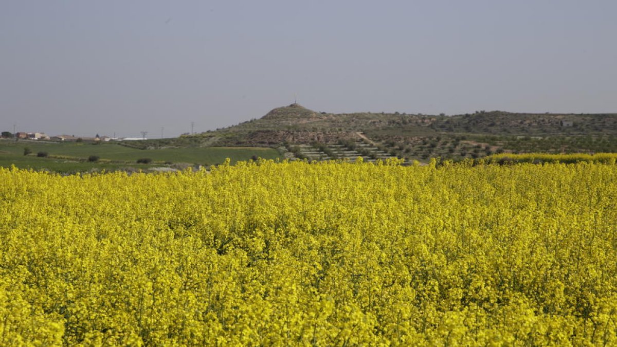 Imatge d’un camp de colza florit a la zona de l’Urgell.