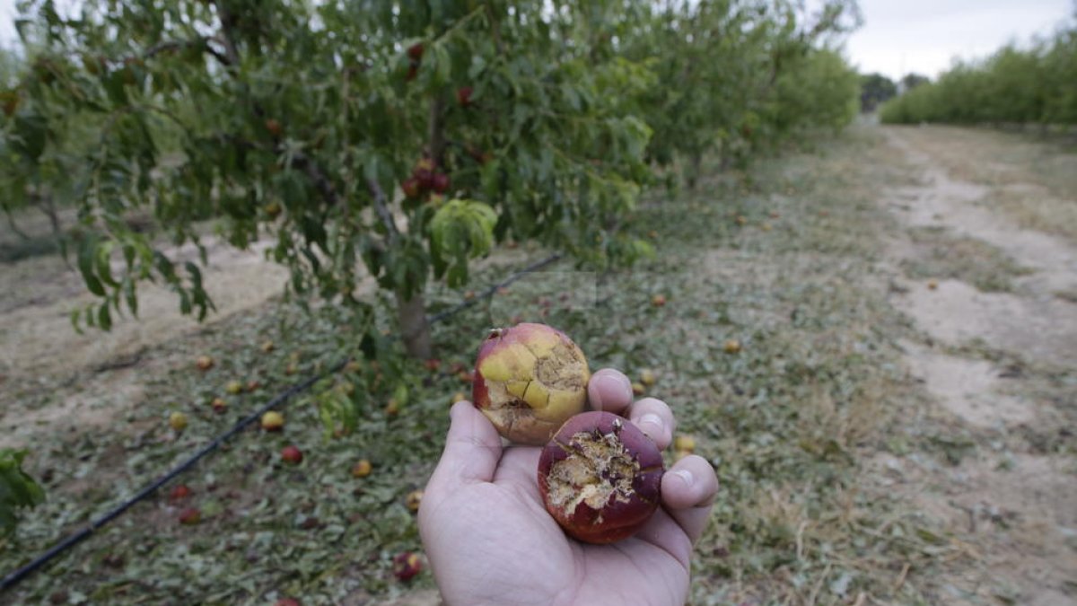 La pedregada de divendres va deixar zones amb el 100% de dany a la fruita