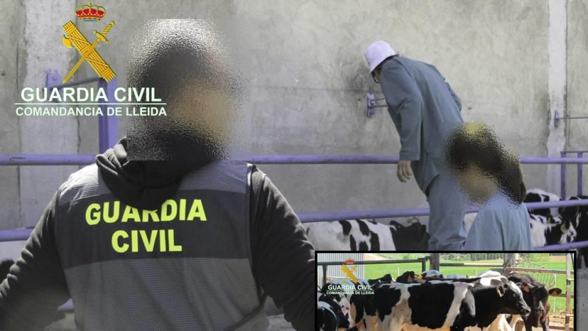 La Guardia Civil durante una de las inspecciones a las explotaciones ganaderas.