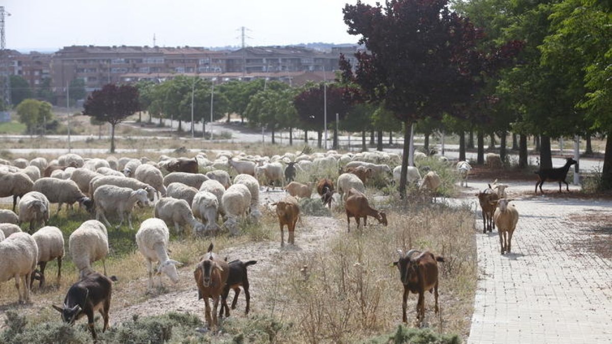 La UE declara Catalunya regió indemne de brucel·losi ovina i caprina
