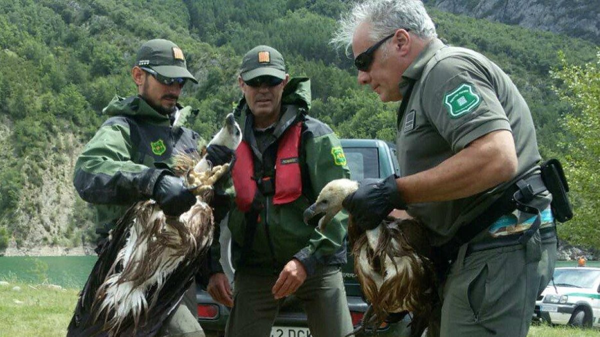 Las aves fueron trasladadas al centro de fauna de Vallcalent.