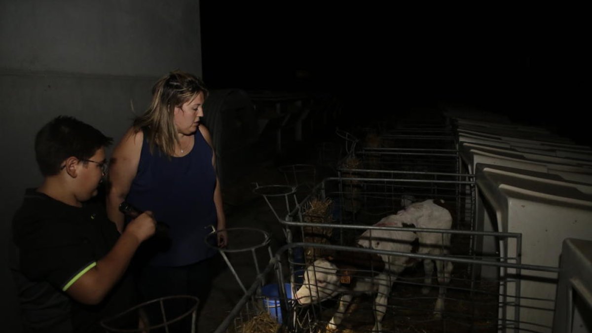 En la granja hay 350 terneros recién nacidos, como el de la imagen, además de otros 400 mayores.