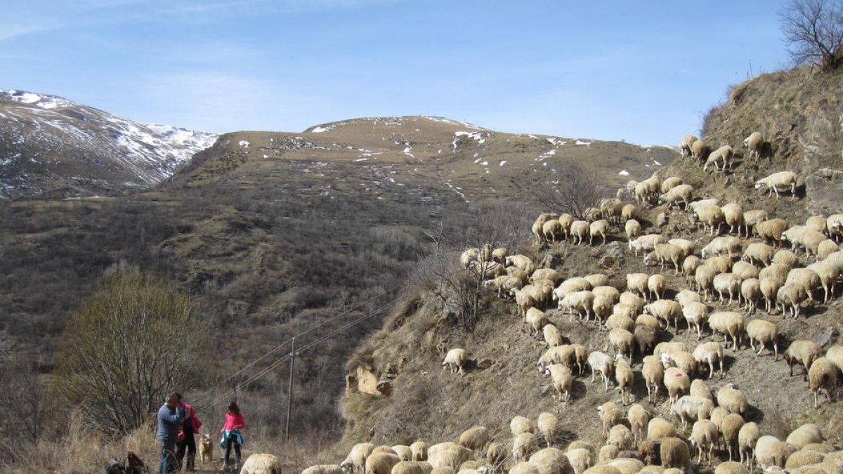 Imatge d’arxiu de l’activitat ‘Aviem el bestiar’.