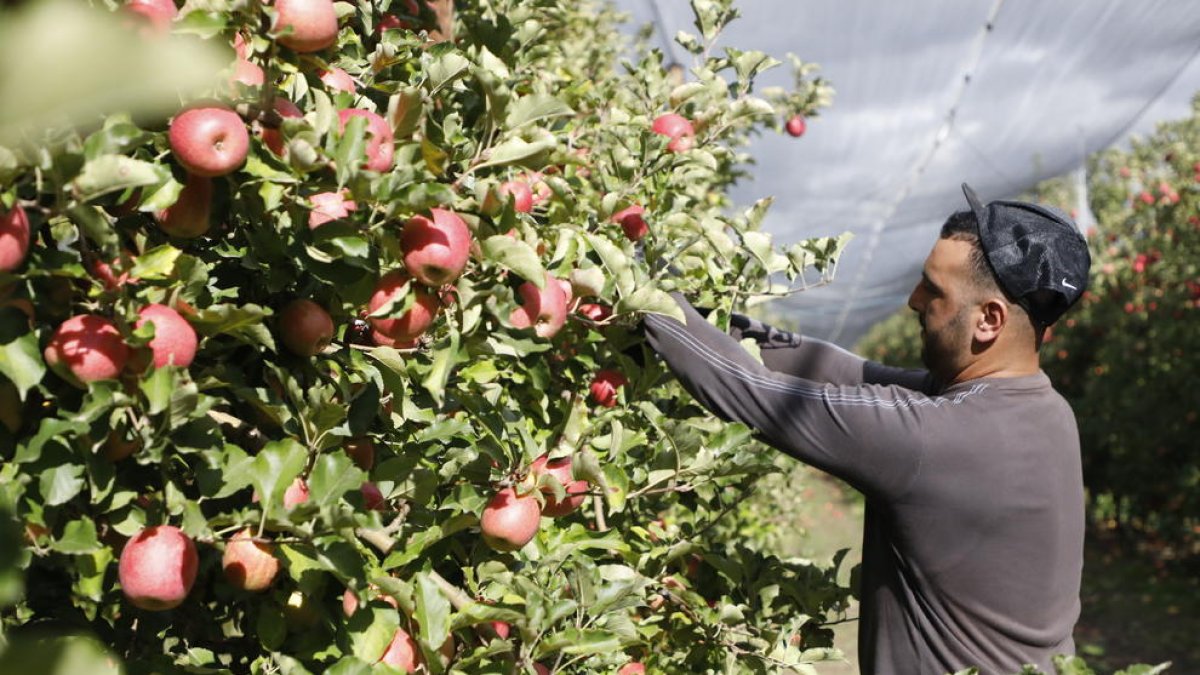 Els productors de Lleida han iniciat aquesta setmana la collita de la poma pink lady.