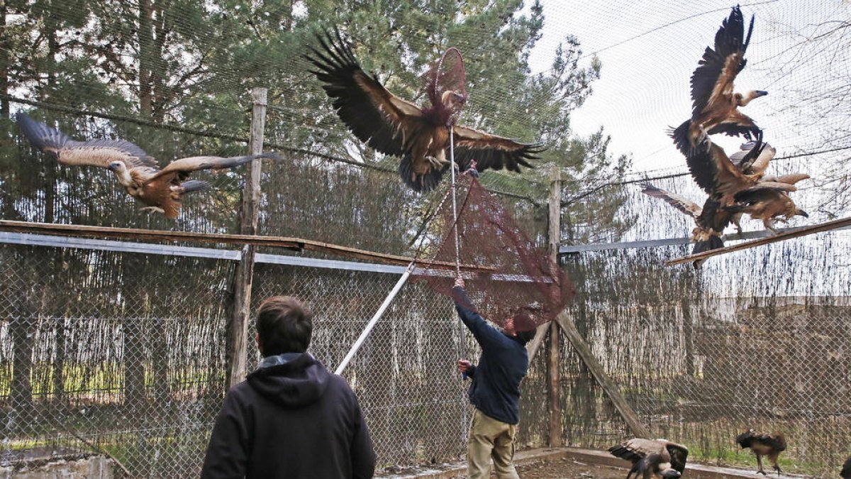 Las aves se encontraban en una jaula y disponían de espacio para volar.