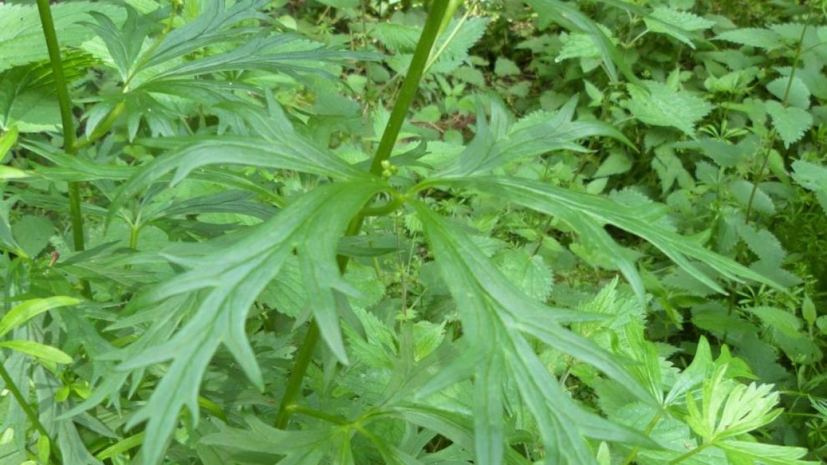 Imatge de l’acònit comú.