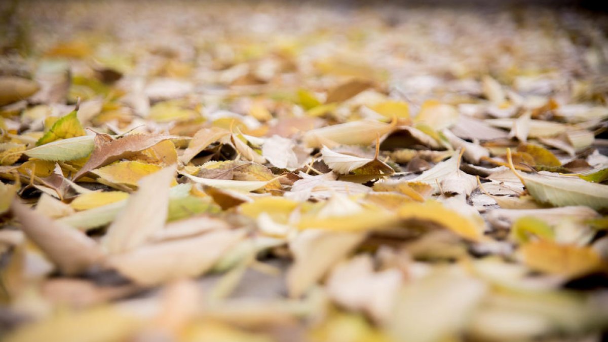 Jazz per a la tardor