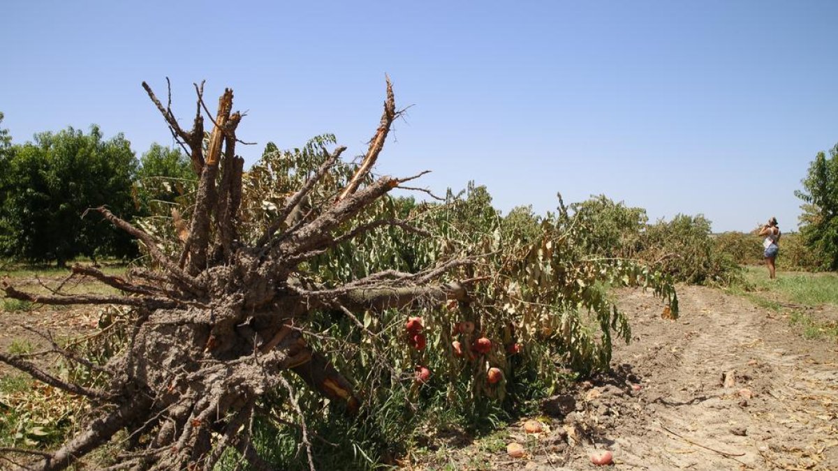 La Generalitat proposa un pla d’arrancada d’arbres de fins a 2.000 hectàrees, que suposaria unes 80.000 tones de fruita.