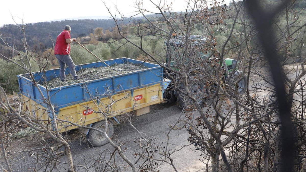 Olivos dañados por el fuego la semana pasada en Maials, al inicio de la campaña de la oliva.