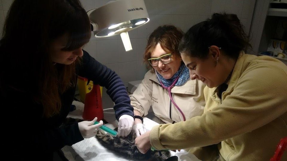 El centre de Vallcalent va atendre 2.408 animals el 2017