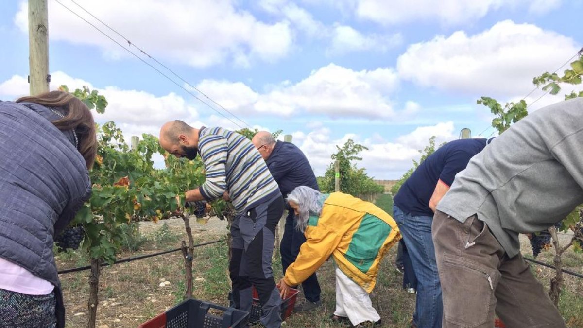 La bodega Lagravera d'Alfarràs celebra una vendimia popular para elaborar un vino solidario