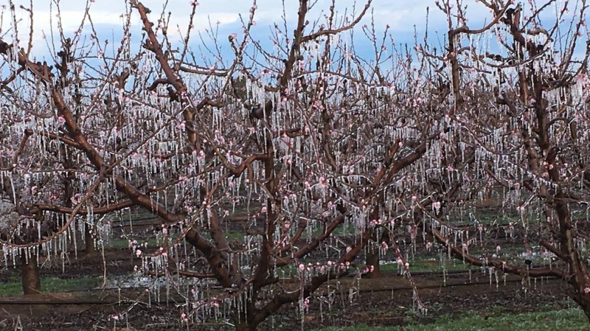 Un fruiter ple de canelobres de gel, ahir a Malpartit.