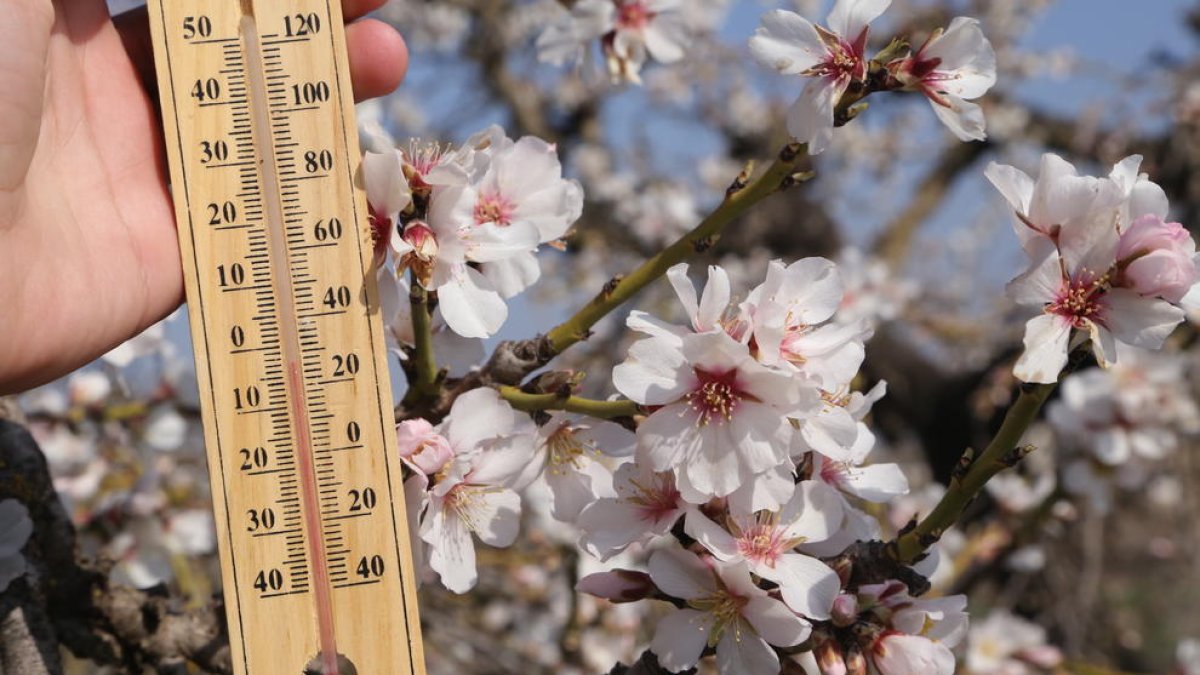 Imatge d’ametllers en flor en ple dia amb temperatures sota zero.