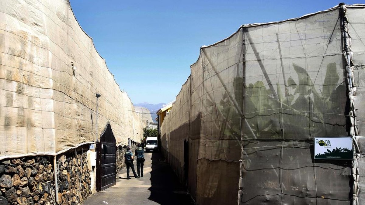 La Guardia Civil investiga el triple crimen de Arona.