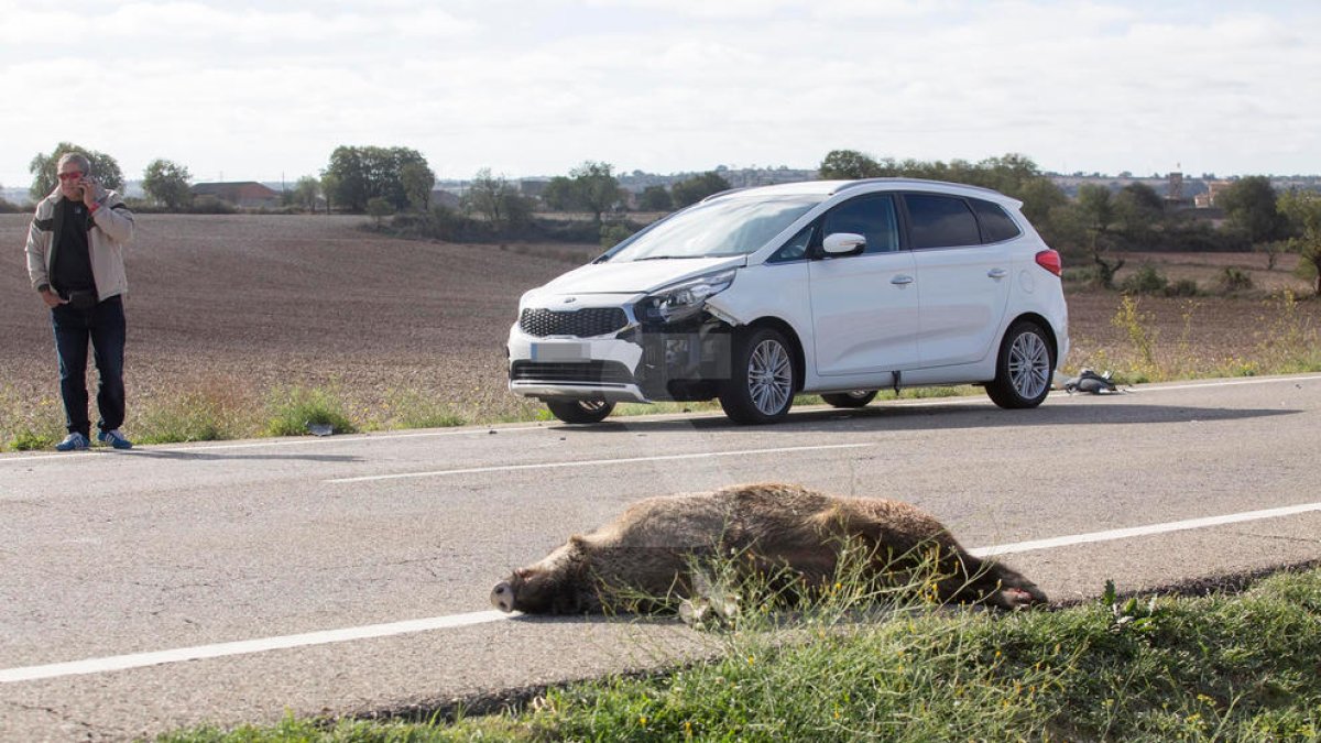 La fauna provoca a Lleida dos accidents de trànsit al dia i són més de 5.000 des del 2010