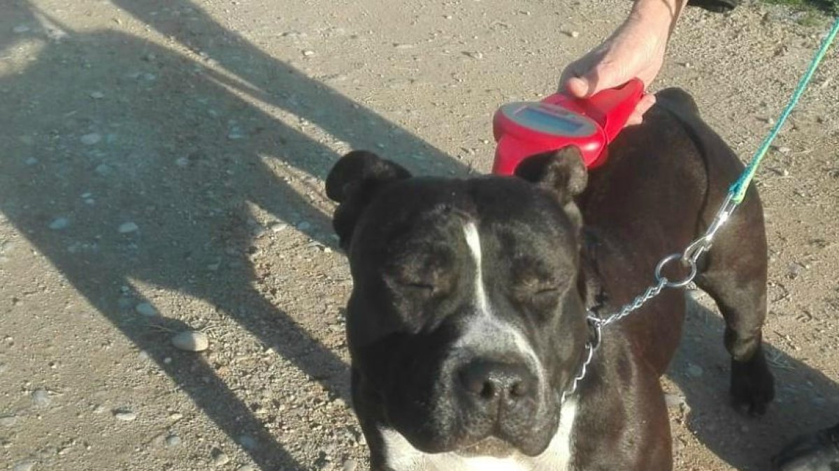 Uno de los perros rescatado el fin de semana en Rosselló.