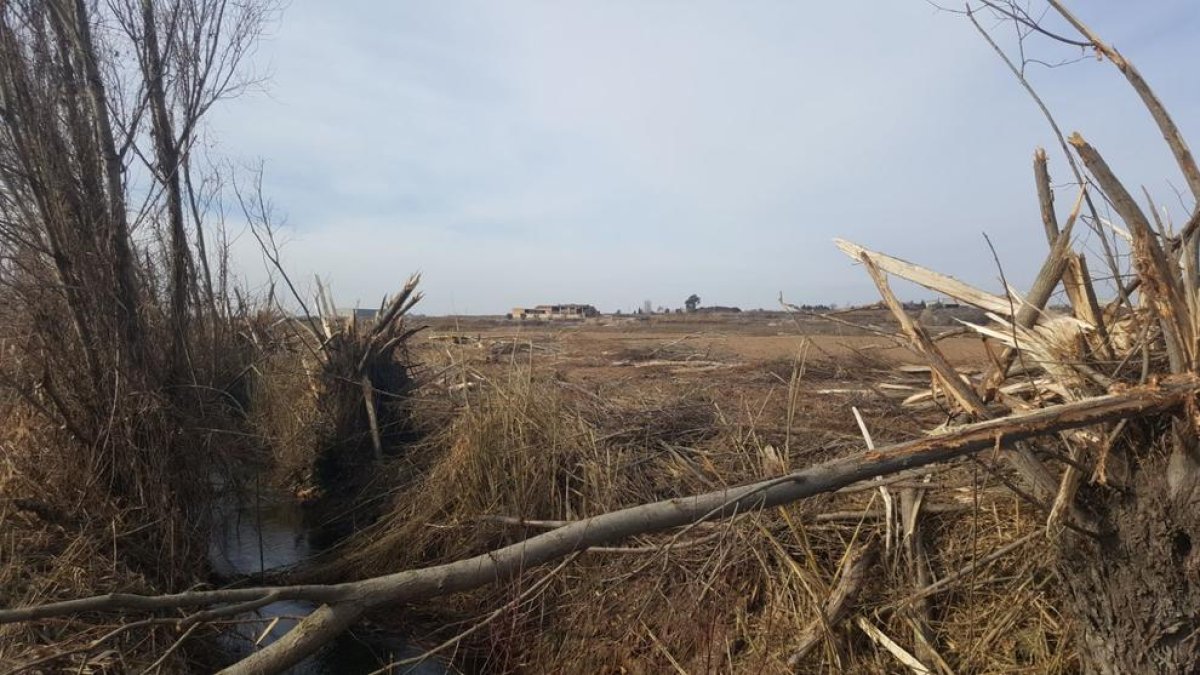Los árboles rodeaban el cauce de la acequia del canal.