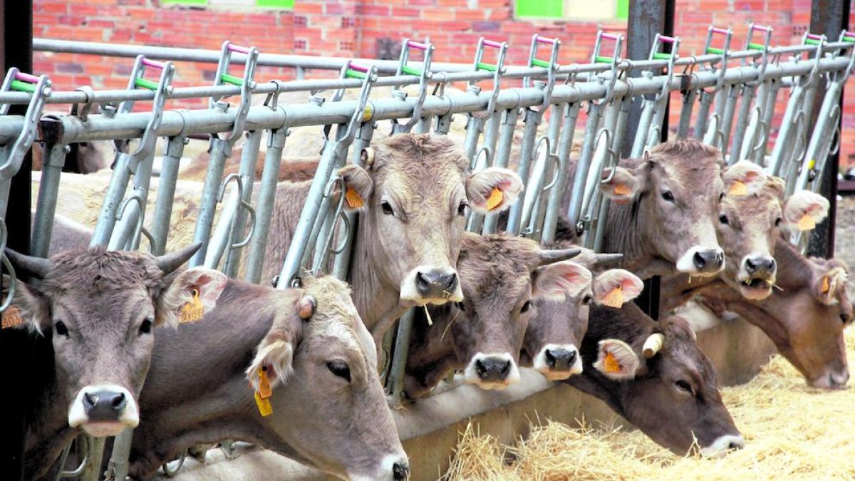 Imagen de archivo de una explotación de vacuno dirigida a la producción de carne.