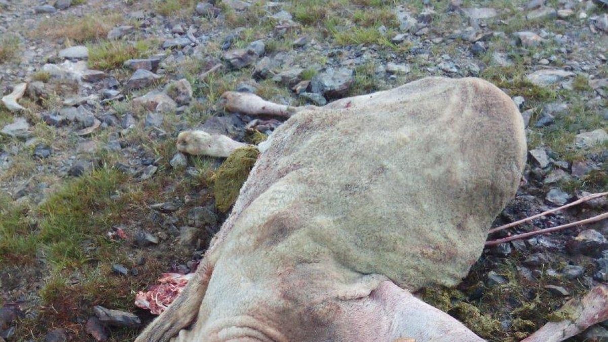 Imatge de l’ovella morta al pla de Beret.