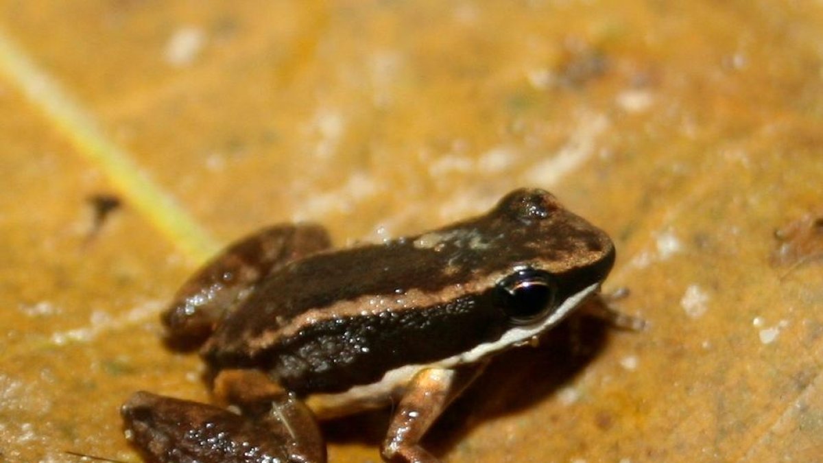 Allobates niputidea